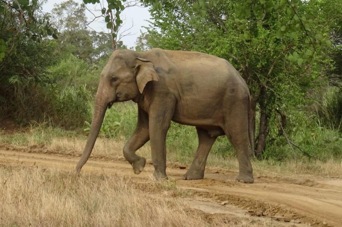 Visu Villa Habarana Esterno foto